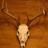 Make Your Own European Skull Mount