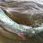 Utah Fishing Group