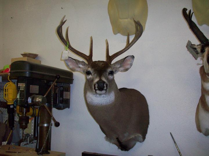 Whitetail Mounts