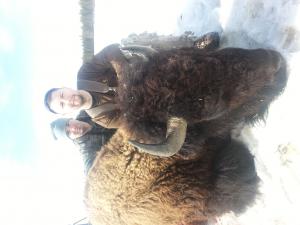 Buffalo