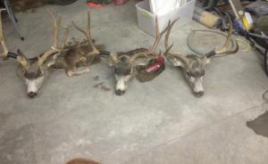 2014 bucks