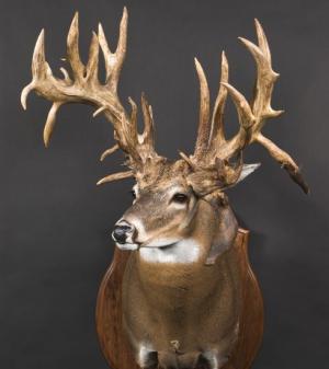 Record Non Typical Whitetail