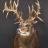 Record Non Typical Whitetail