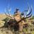 New Mexico unit 16E elk