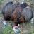 Rio Grande Turkeys