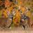 Which Whitetail Would You Pick?