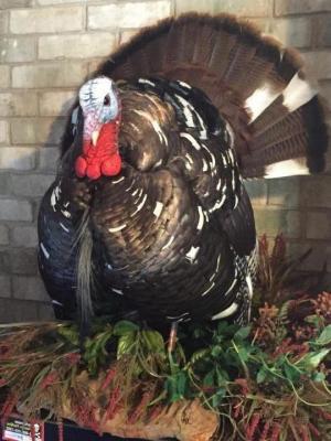 Turkey from 2014