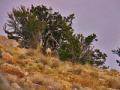 UTAH BACKCOUNTRY MULE DEER HUNT