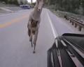 Watch This Bighorn Sheep Nicknamed "Bam Bam" Attack a Toyota 4Runner!