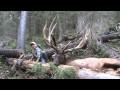 One of the biggest Bull Elk ever taken in Utah